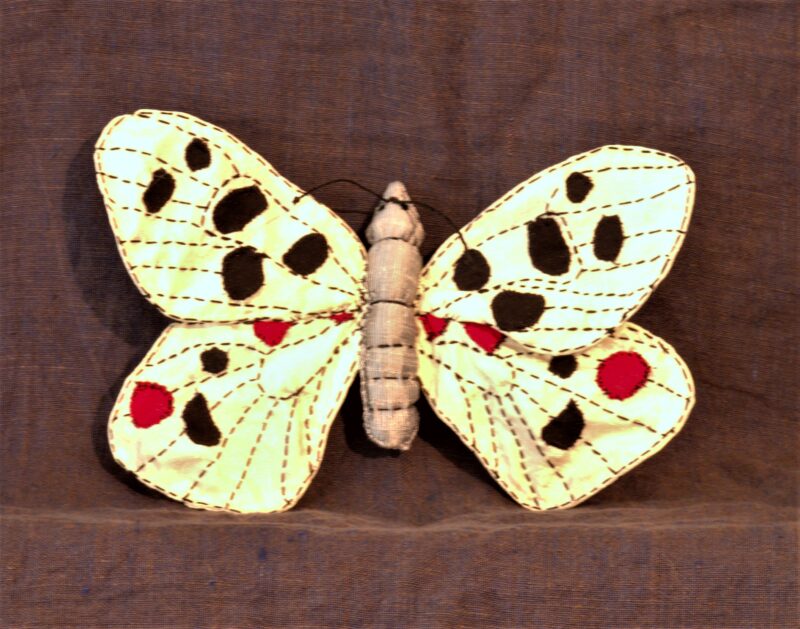 Apollo Butterfly - 2016