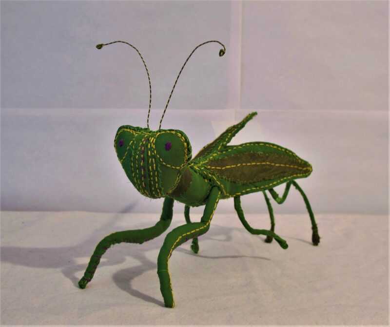 Praying Mantis 2016